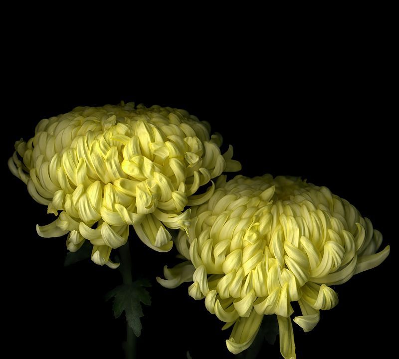 神秘迷人，深不可测的星座：眼睛会说话，爱你也可以放下你休闲区蓝鸢梦想 - Www.slyday.coM