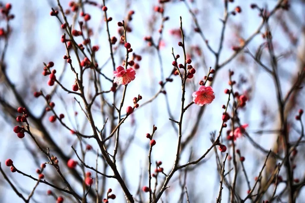 大年初四，遇立春迎冬奥丨水与立春休闲区蓝鸢梦想 - Www.slyday.coM