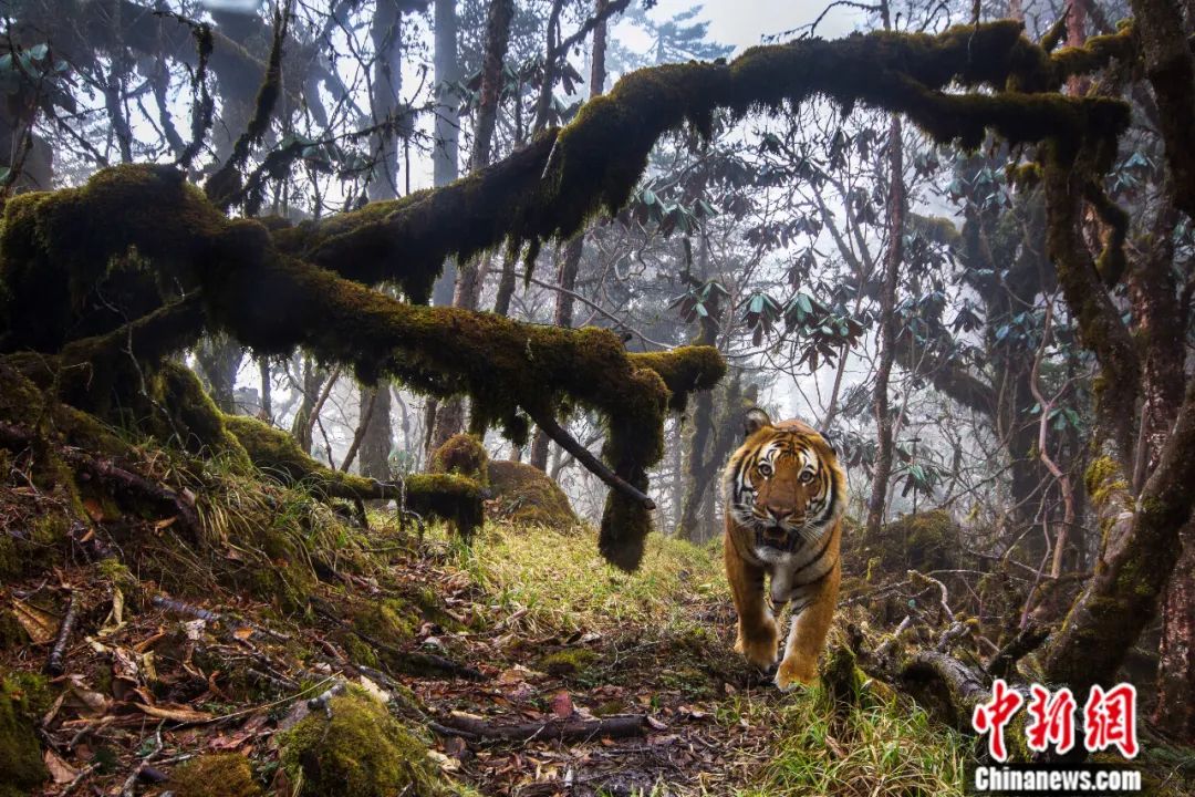 丨东西问|东北虎豹国家公园|野生虎|野生动物_新浪新闻