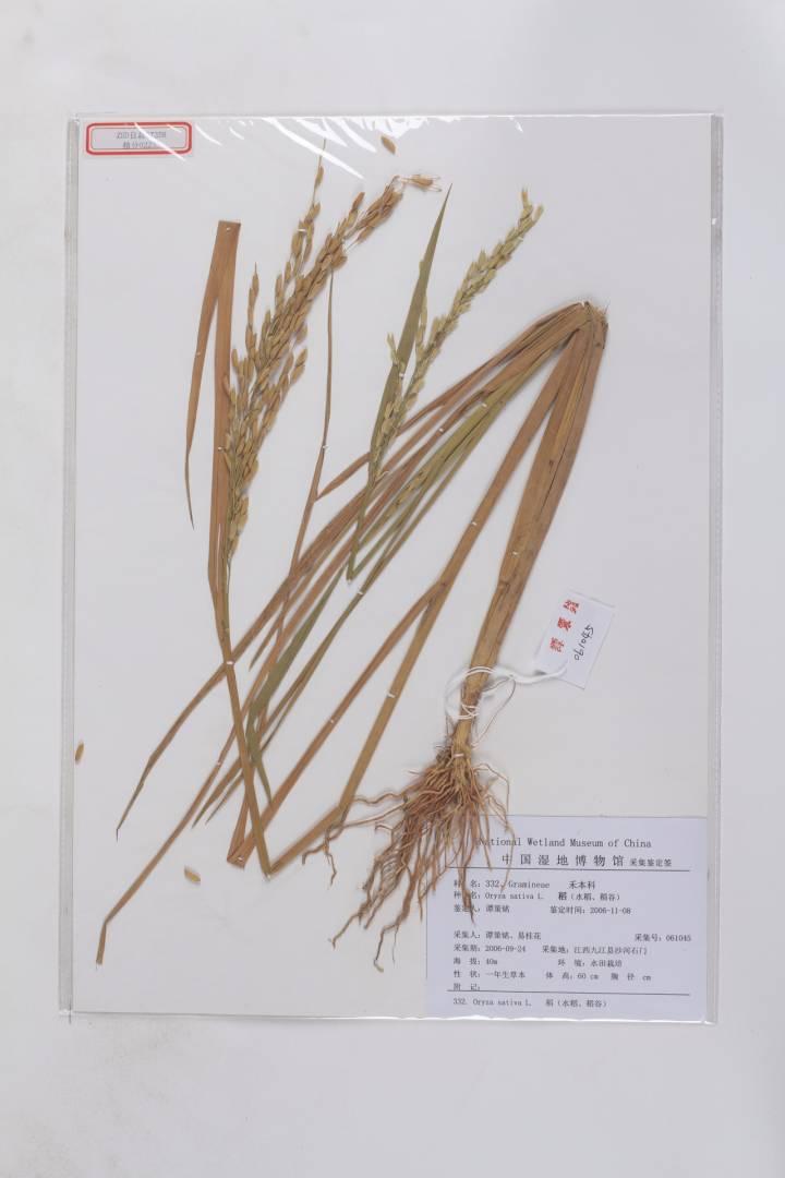 诗经中提到最多的作物是啥黍和稷分得清吗浙大文学院教授带大家识五谷