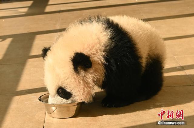 探访海归大熊猫宝宝和它的宝宝