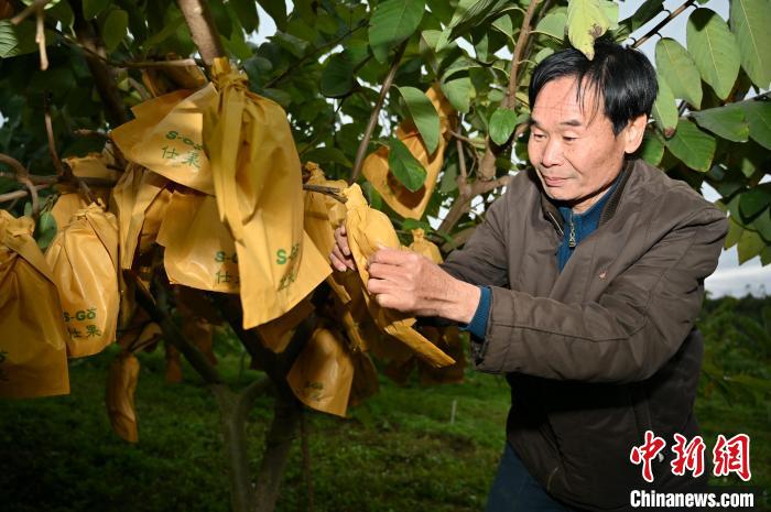 在邕台商黄源荣从指点姜山到种下摇钱树