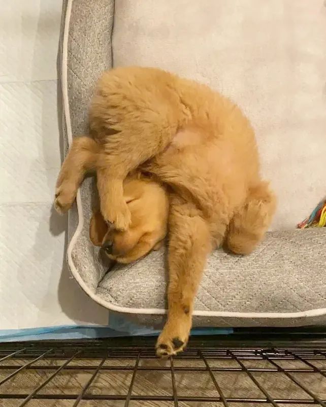 狗子的睡觉姿势太奇葩柔韧性堪比体操运动员