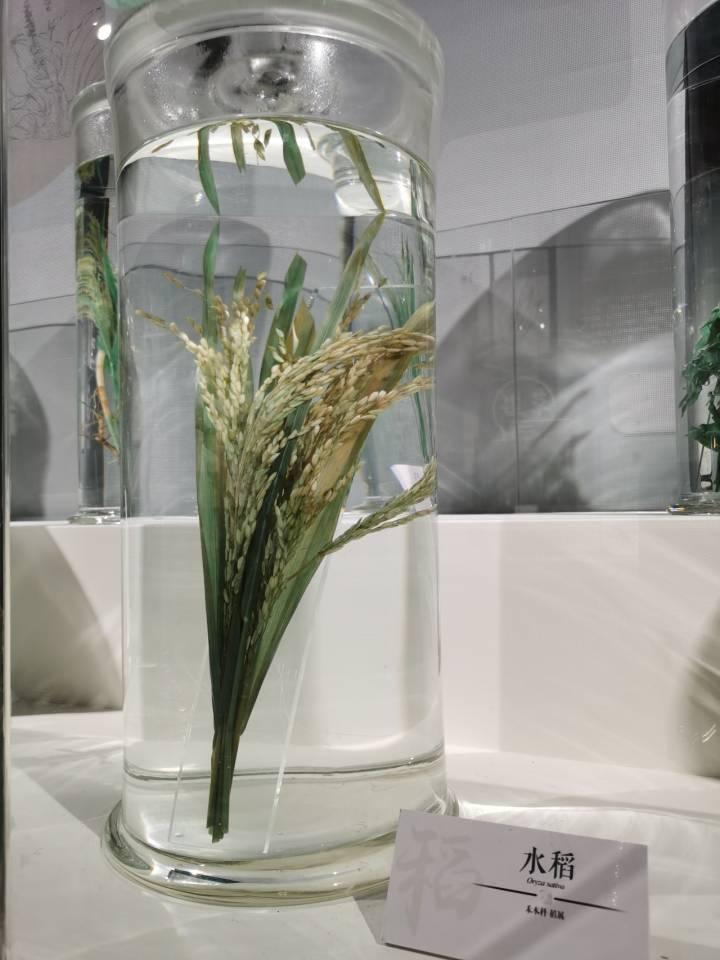 诗经中提到最多的作物是啥黍和稷分得清吗浙大文学院教授带大家识五谷