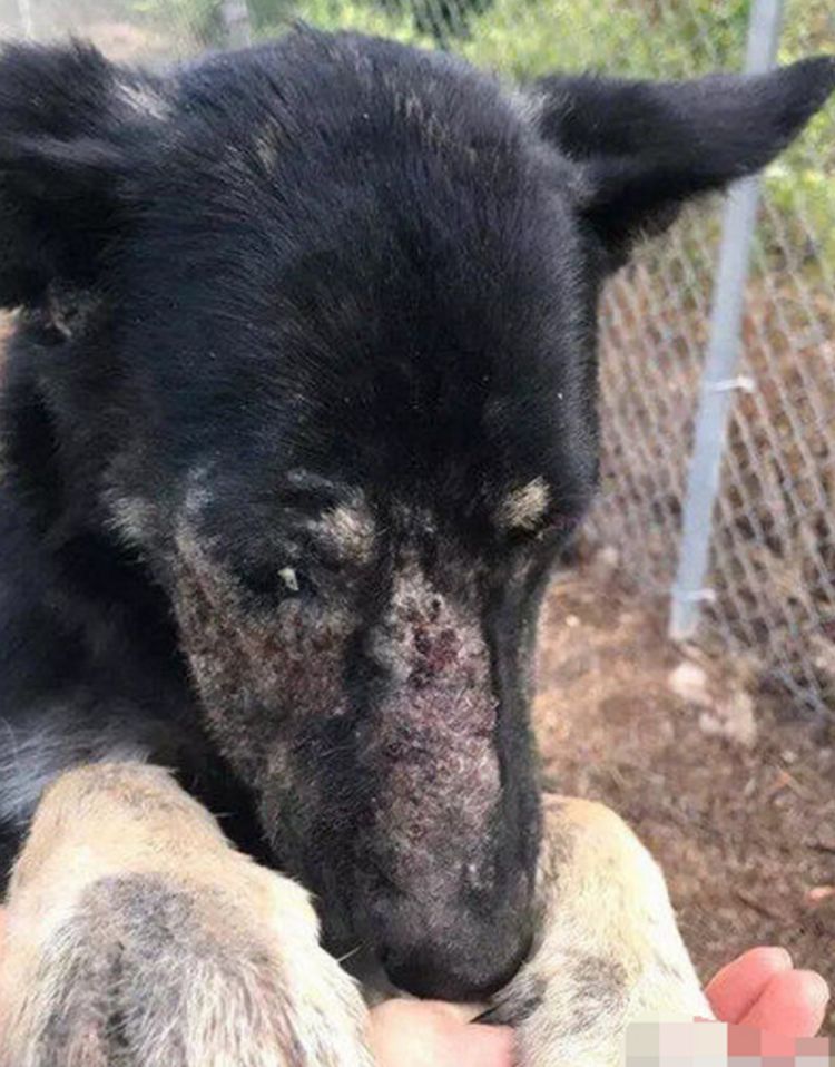 流浪狗脸上血迹斑斑,好心路人给它喂食,黑狗反应让人落泪!