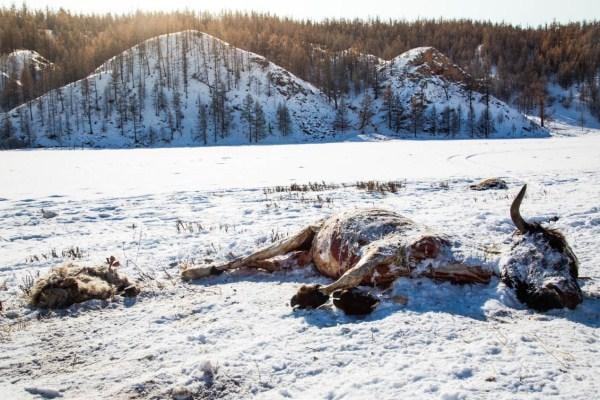 暴雪动真格了虎年最大范围雨雪来袭南北都要下警惕雪灾出现