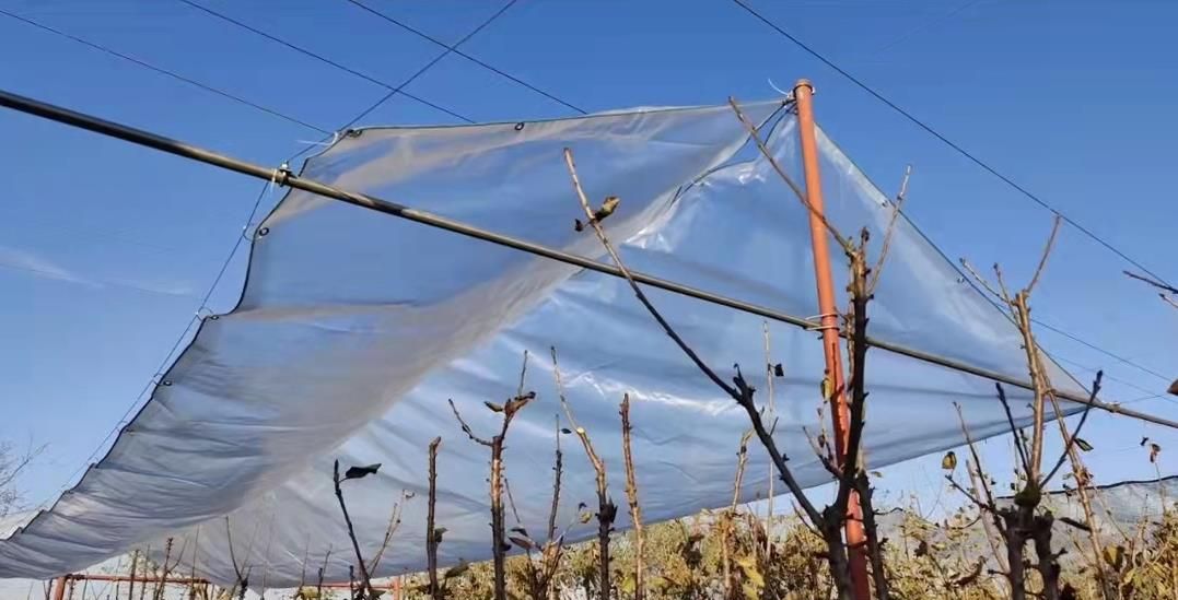 小哥种葡萄建自动伸缩避雨棚,一亩投资300一年多挣5000,啥样|陈凯