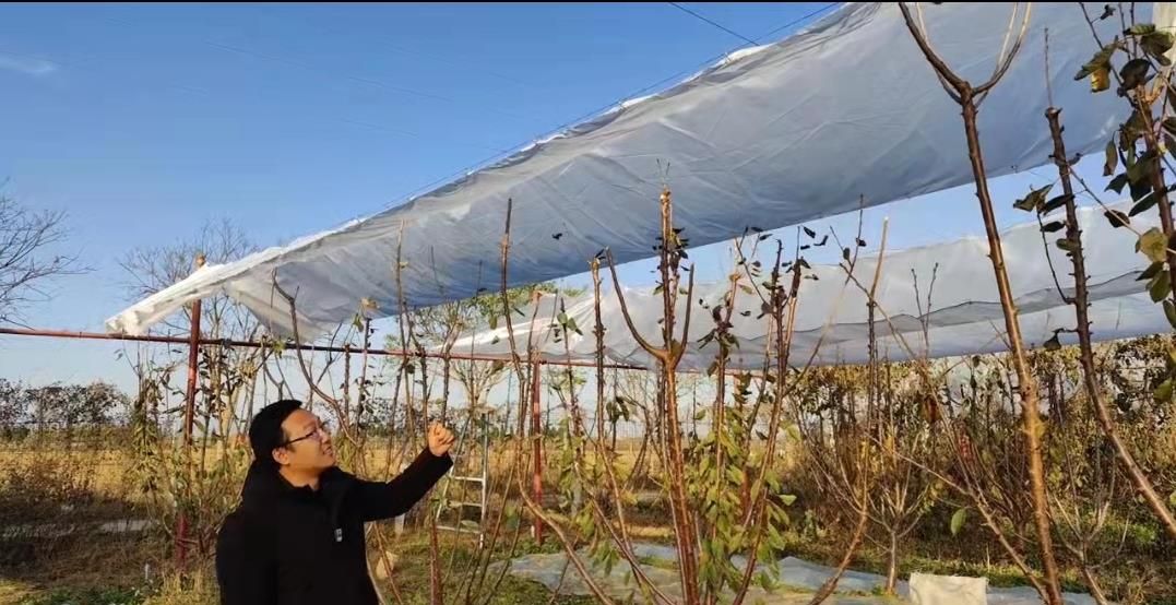 南方地区多以拱棚为主,露头种植果农为葡萄搭建了避雨棚,有位