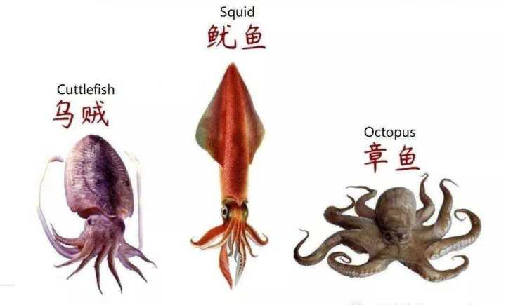 是章鱼科26属252种海洋软体动物的通称,相似的软体动物又常被叫作乌贼