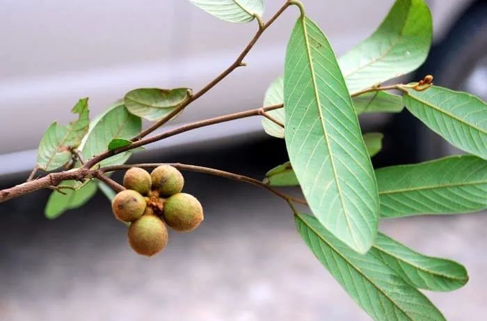 植物界全系列木兰目番荔枝科一紫玉盘