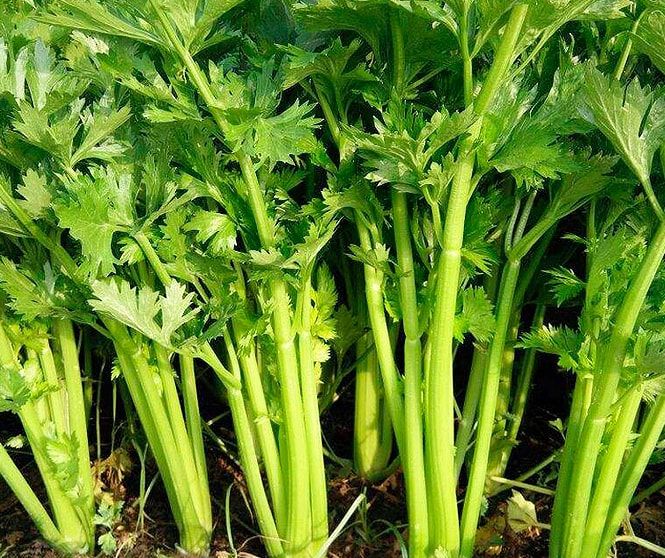 大年初五迎财神,5种“迎财菜”记得吃,接福纳财,财源滚滚来休闲区蓝鸢梦想 - Www.slyday.coM 大年初五迎财神,5种“迎财菜”记得吃,接福纳财,财源滚滚来休闲区蓝鸢梦想 - Www.slyday.coM