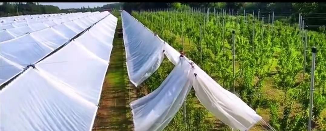 葡萄建自动伸缩避雨棚,一亩投资300一年多挣5000,啥样|陈凯|雨棚|大棚