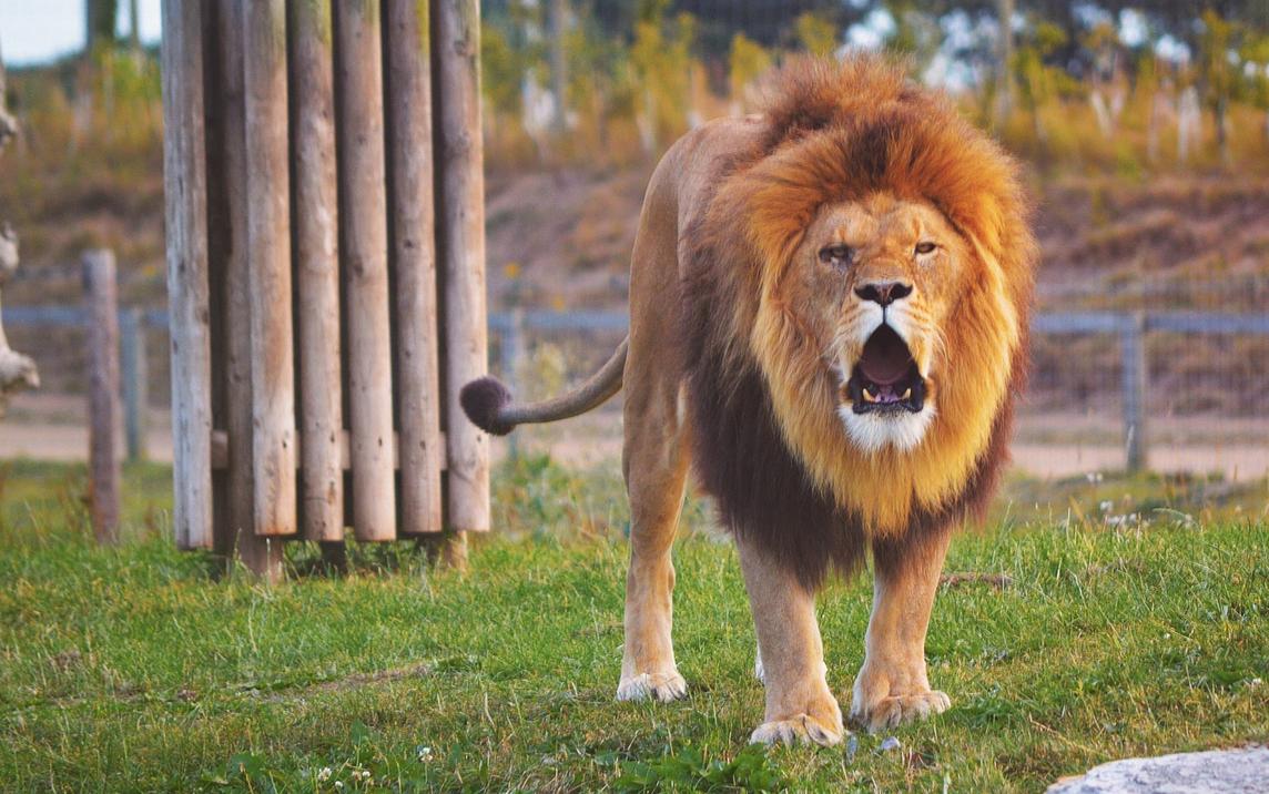 雄狮的吼叫声非常威猛,可以传到九公里以外的地方,来警告入侵者