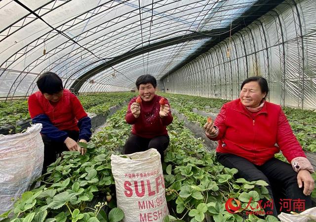 宋军排和姐妹向记者展示种植的草莓。人民网记者 冯亚涛摄