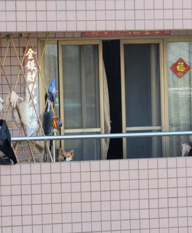 听到对面阳台有开门声,却不见人出来,定睛一看……萌翻了!