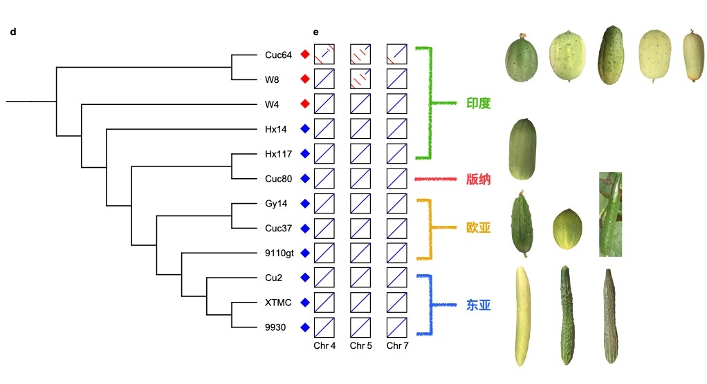 我科研团队构建黄瓜图形结构泛基因组 揭示黄瓜农艺性状和驯化遗传