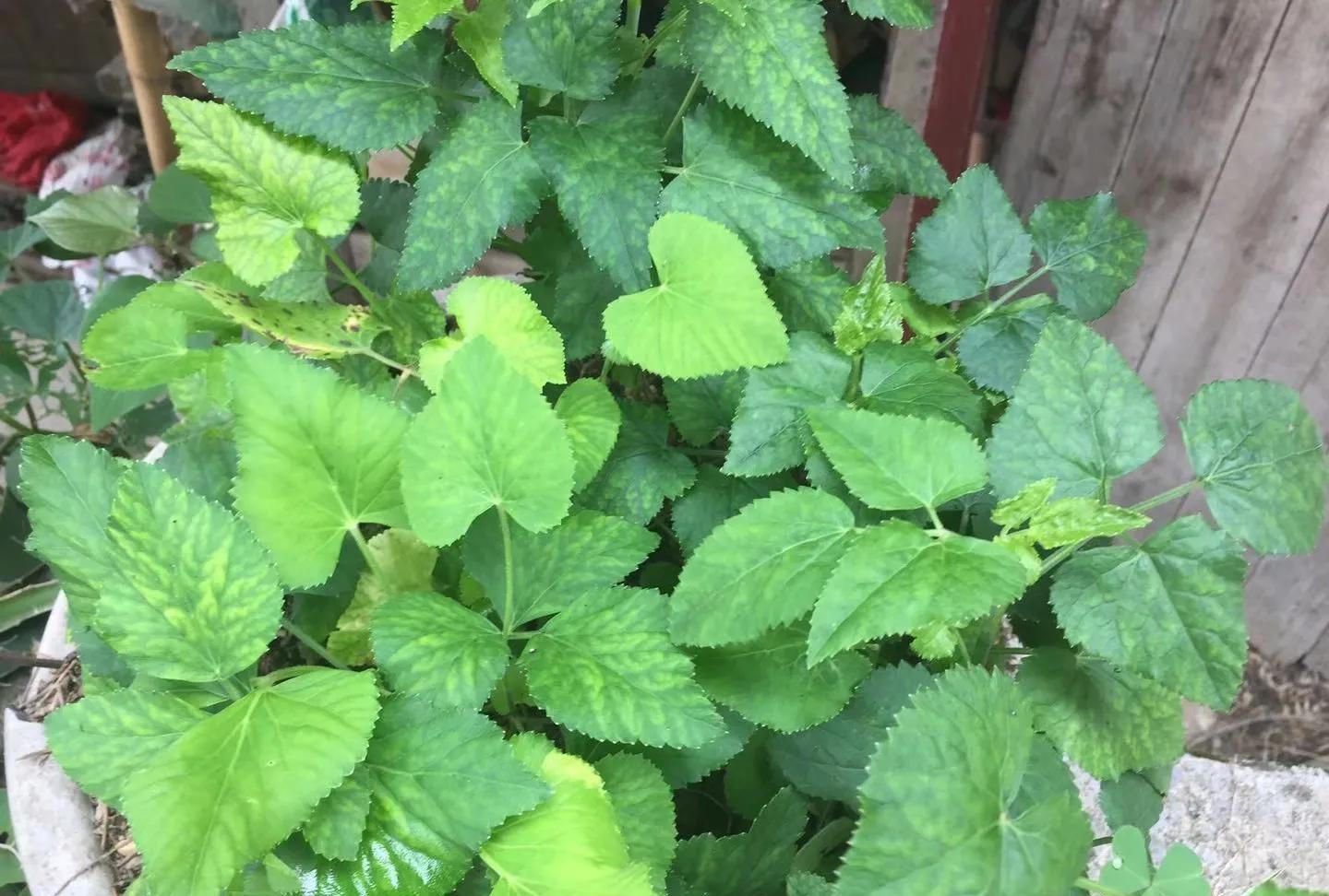 叶子像鸭脚掌人称感冒草若家乡遇见记得采挖回家种起来