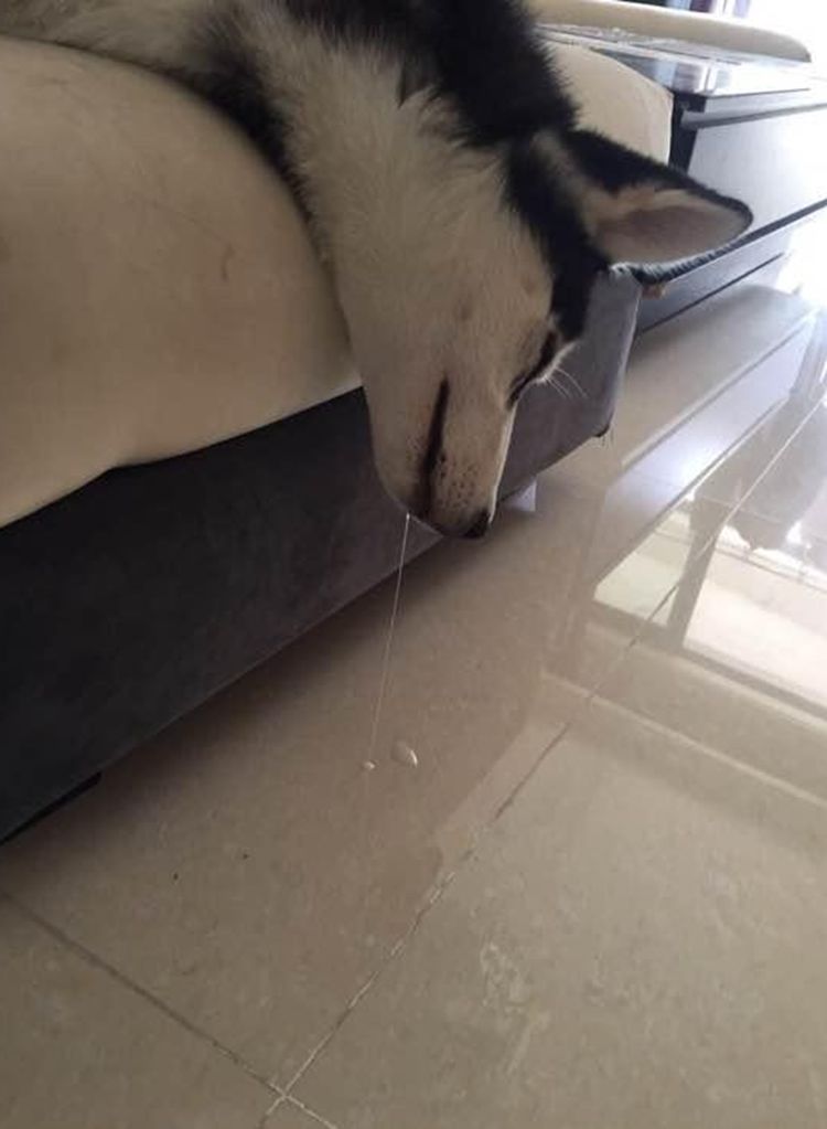 二哈躺沙发上一动不动主人担心得很走近一看被二哈笑疯了