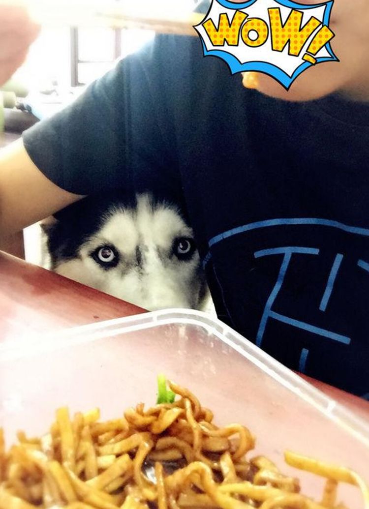 主人吃独食晾二哈在一旁二哈馋得望眼欲穿这表情真是太绝了