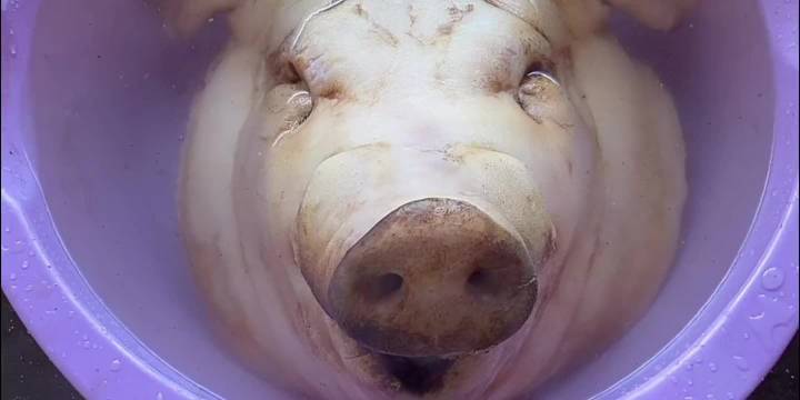 今天教大家做个东北老菜猪头焖子