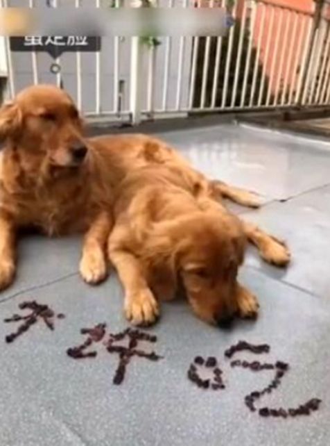 主人用零食摆成字，金毛一脸懵趴地上，不知该吃还是不该吃休闲区蓝鸢梦想 - Www.slyday.coM