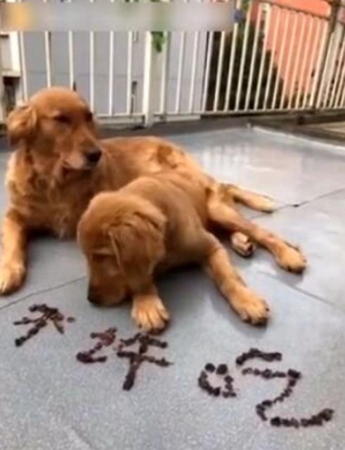 主人用零食摆成字，金毛一脸懵趴地上，不知该吃还是不该吃休闲区蓝鸢梦想 - Www.slyday.coM