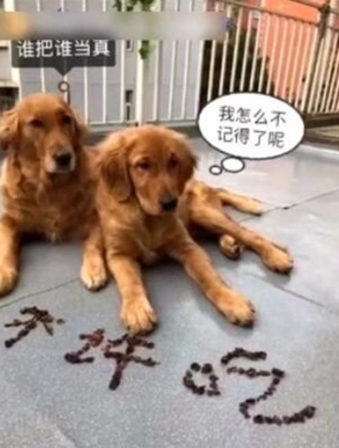 主人用零食摆成字，金毛一脸懵趴地上，不知该吃还是不该吃休闲区蓝鸢梦想 - Www.slyday.coM