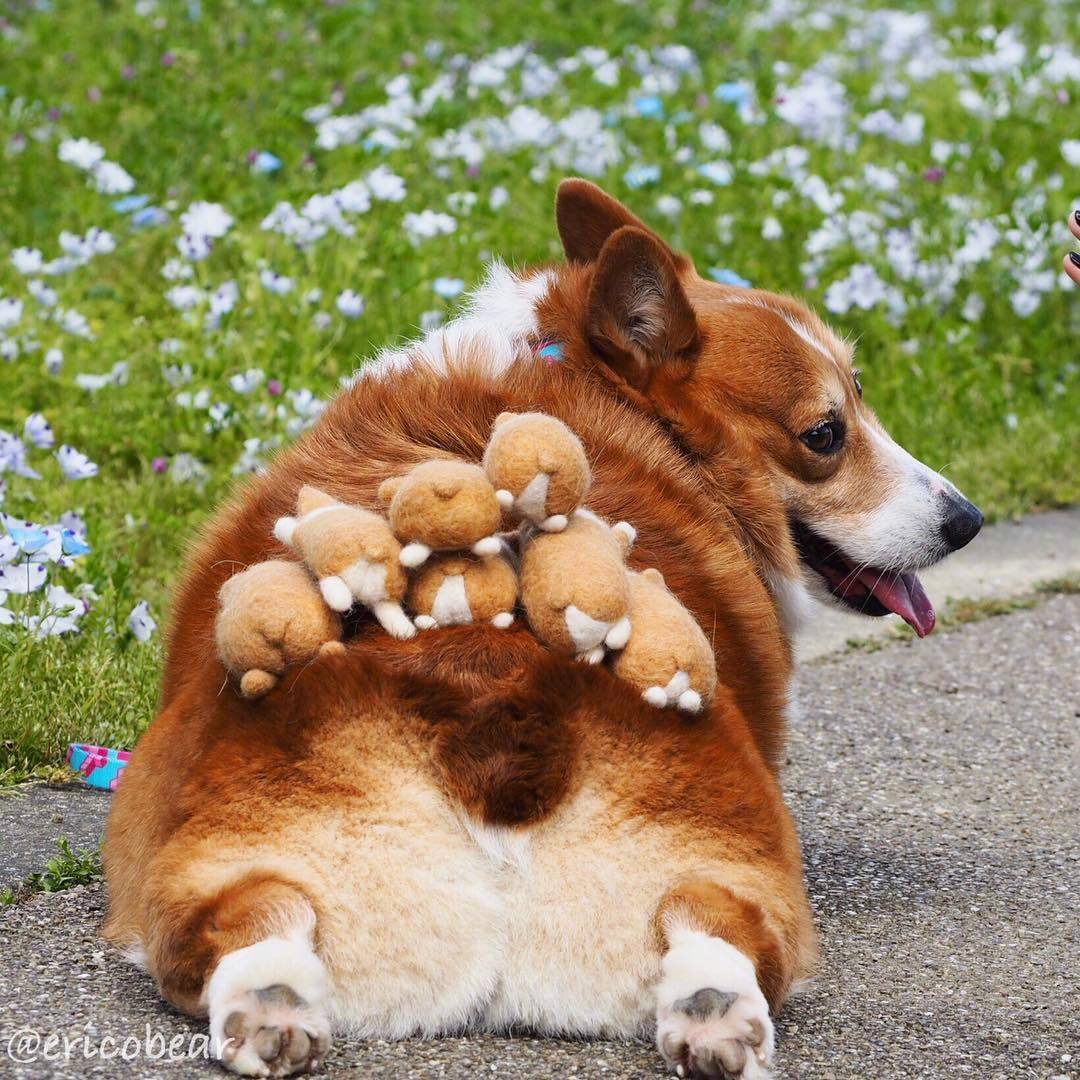 快看可爱的柯基屁屁