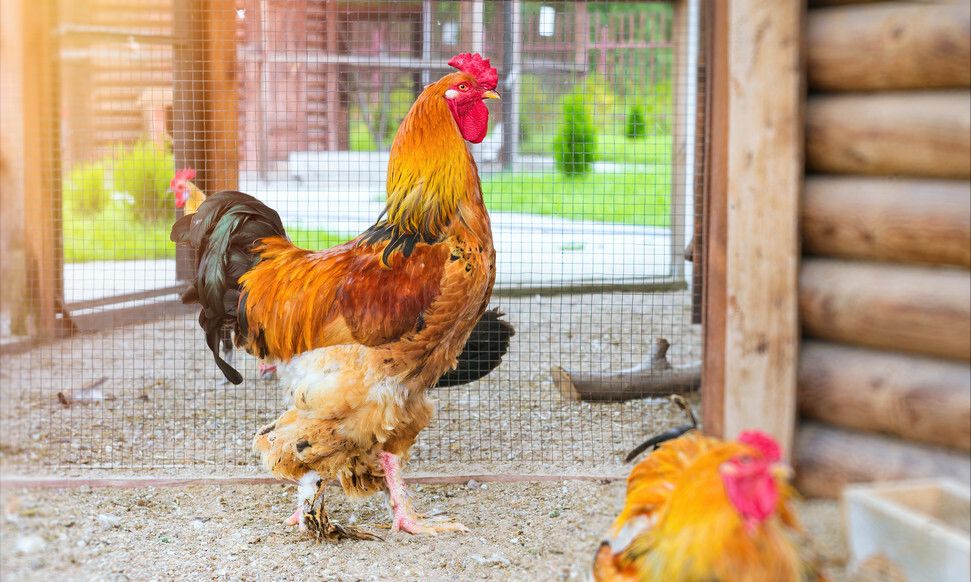 明日大年初六,老人说:明日初六朝外走,“做3吃2忌3事”指啥?休闲区蓝鸢梦想 - Www.slyday.coM 明日大年初六,老人说:明日初六朝外走,“做3吃2忌3事”指啥?休闲区蓝鸢梦想 - Www.slyday.coM