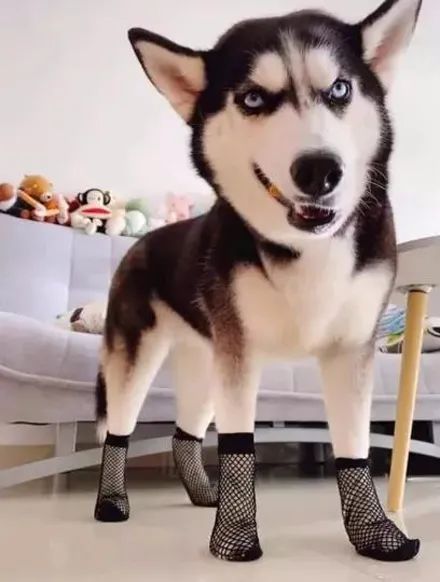网友给哈士奇穿上丝袜下一秒简直不忍直视太辣眼睛了