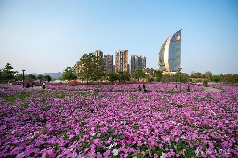 图集佛山新春美景推荐每一张都是屏保