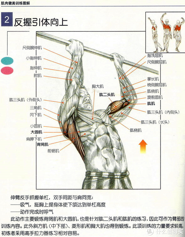 燃爆冬季如何快速将自己的引体向上成绩提升到10含室内引体向上器械