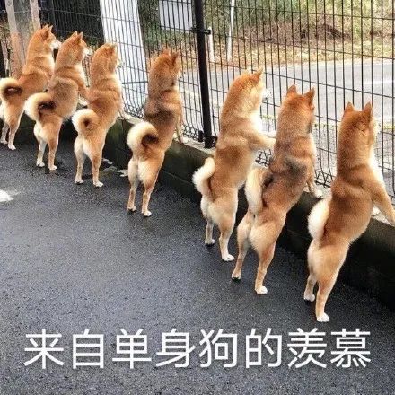 《熊出没》只是及格，但同行疯狂衬托休闲区蓝鸢梦想 - Www.slyday.coM