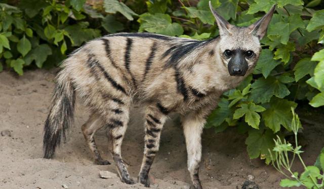 盘点世界上生命力最为顽强的10种动物！休闲区蓝鸢梦想 - Www.slyday.coM