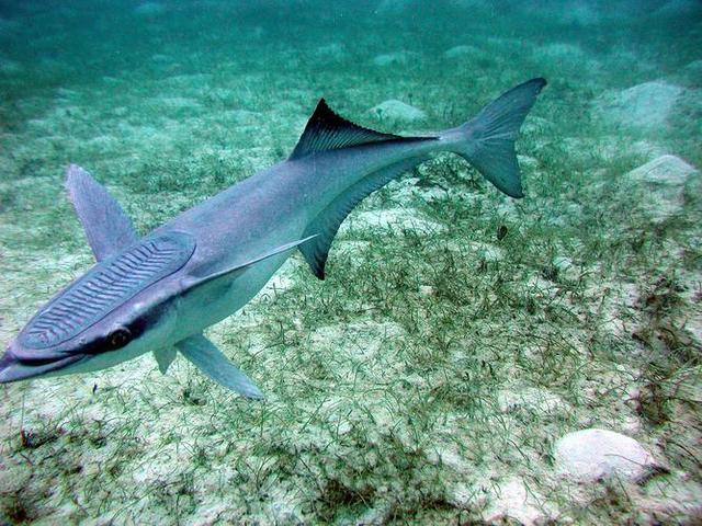 盘点世界上生命力最为顽强的10种动物！休闲区蓝鸢梦想 - Www.slyday.coM