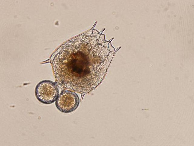 盘点世界上生命力最为顽强的10种动物！休闲区蓝鸢梦想 - Www.slyday.coM