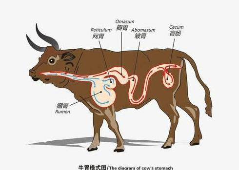 食草动物和食肉动物的身体构造有很大不同.