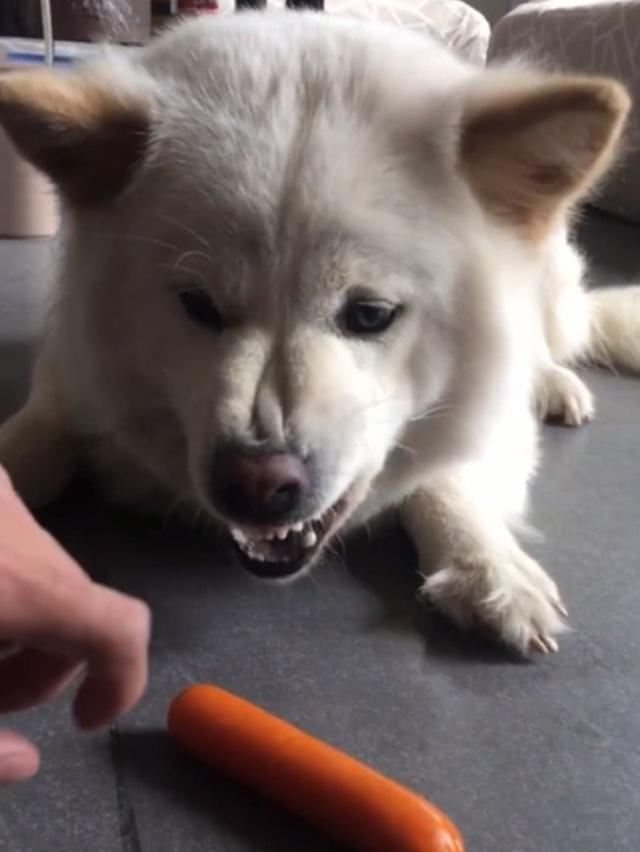 主人拿萨摩耶火腿肠,狗子龇牙咧嘴护食,主人拿出铁锤后秒怂|火腿肠
