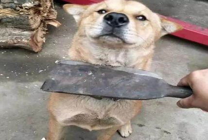 一只狗拿把刀的图图片