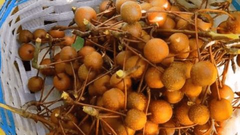 30年前一次能摘几十斤含糖量比梨高今烂树上很少有人采摘