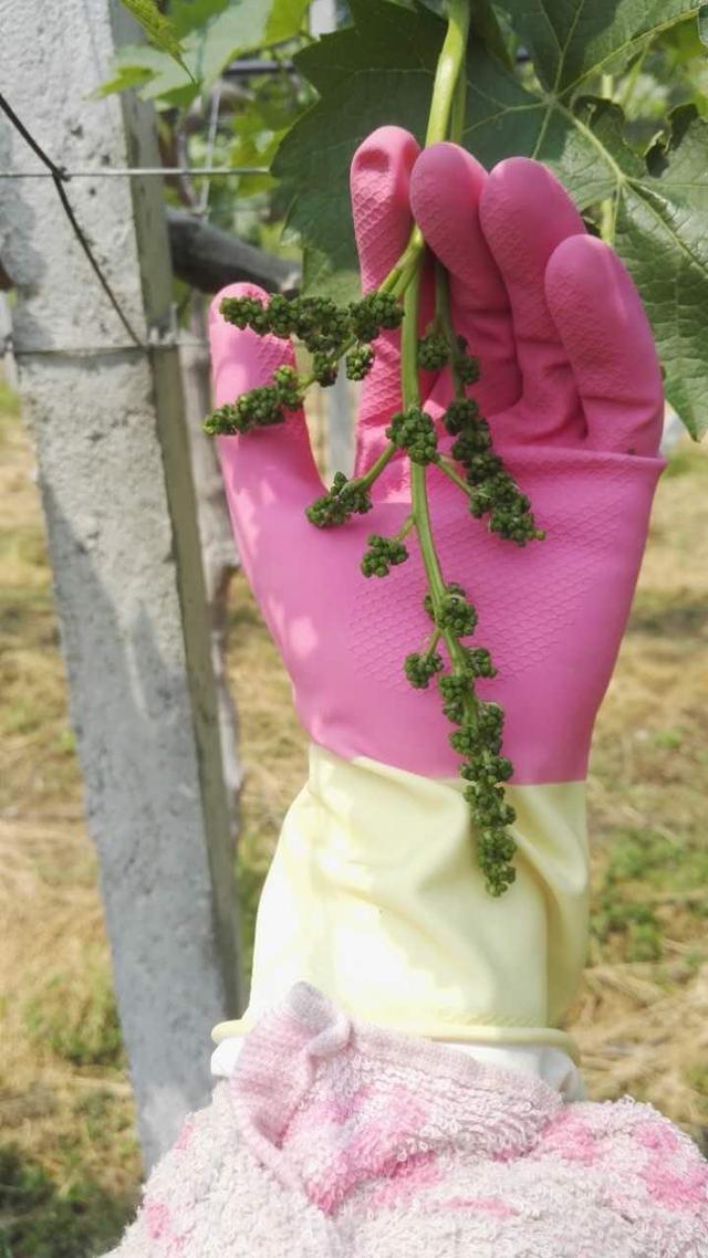 布武的葡萄拉花阶段|葡萄_新浪新闻