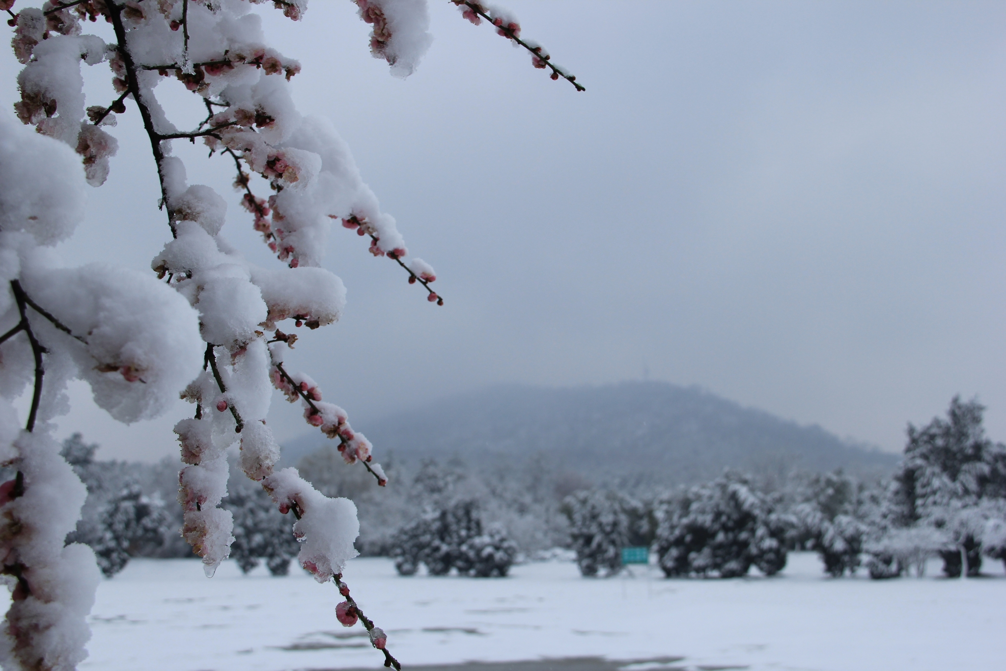 合肥大蜀山国家森林公园临时闭园