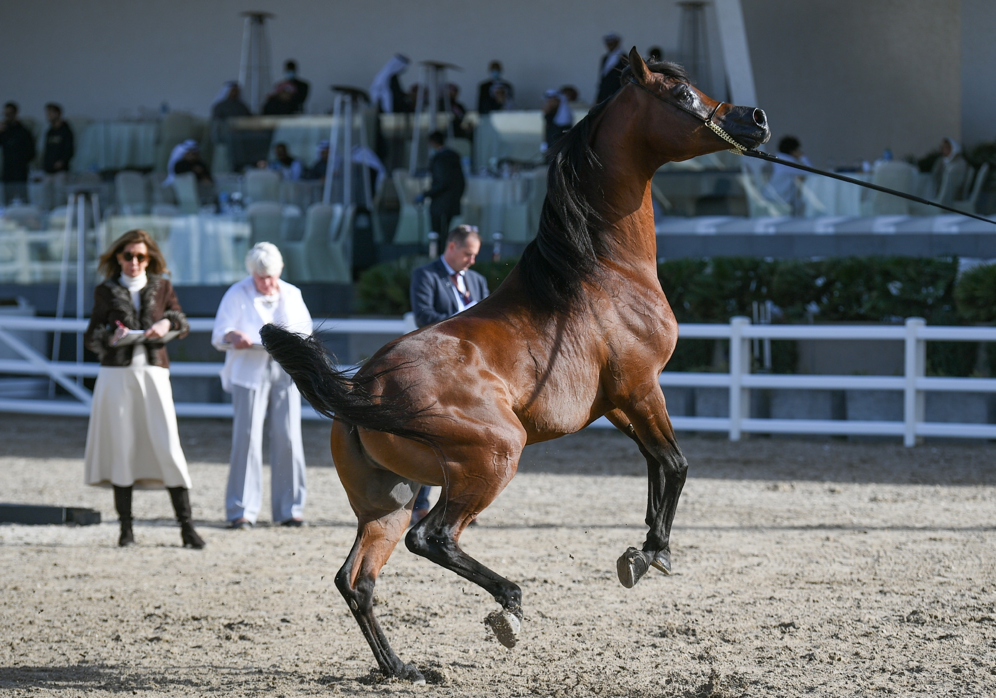 科威特举行阿拉伯马锦标赛
