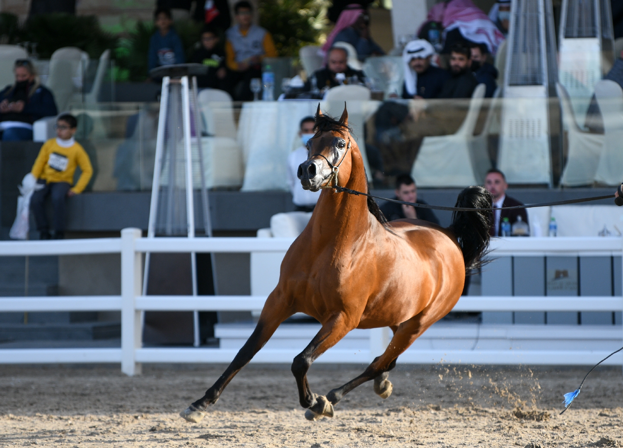 科威特举行阿拉伯马锦标赛