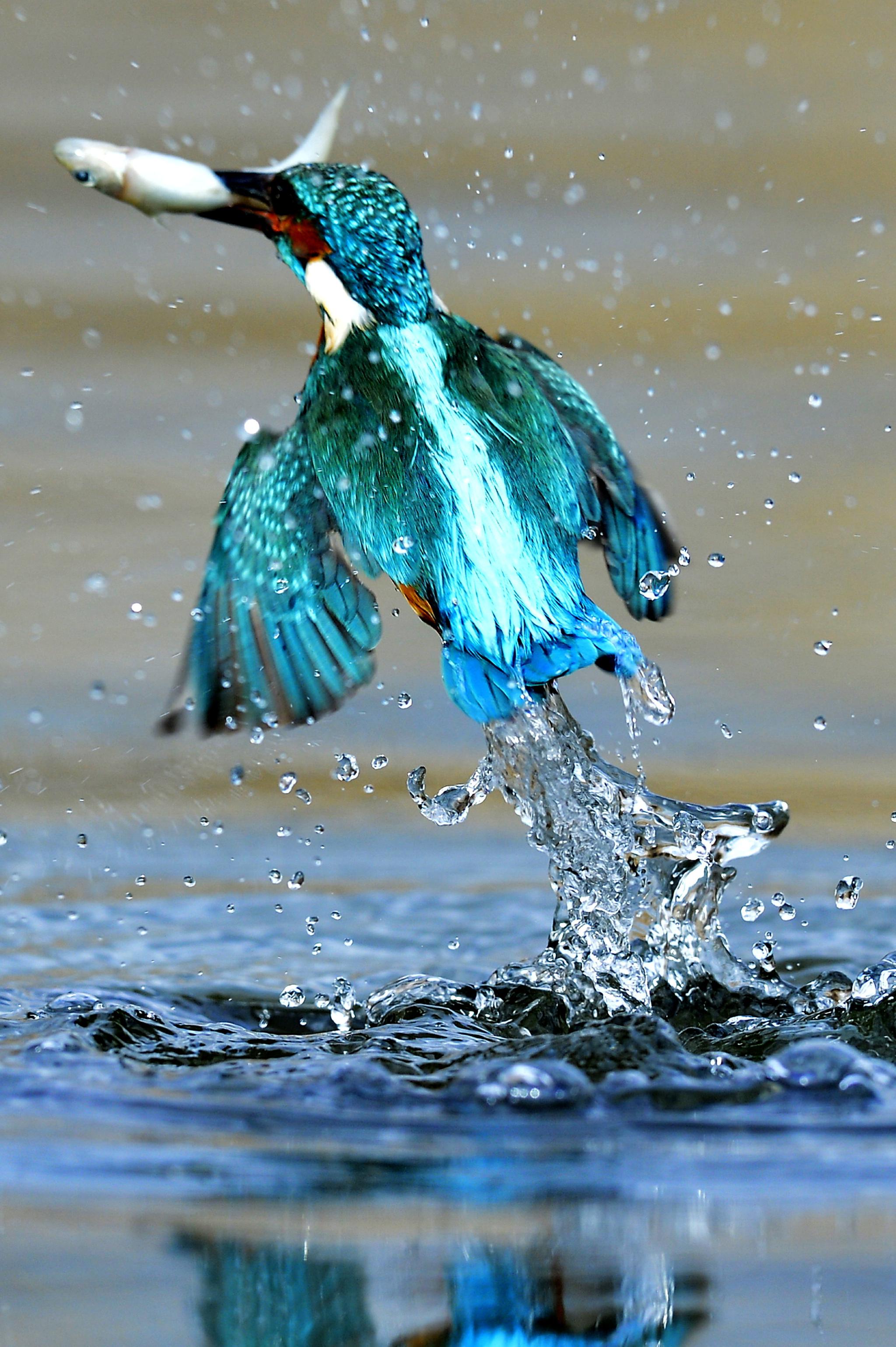 蒂萨奥尔帕尔的普通翠鸟