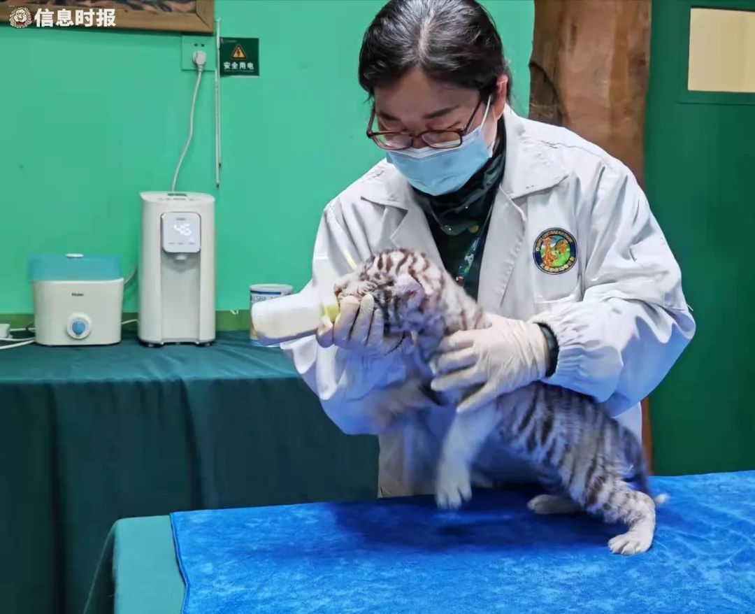 小老虎正在喝奶.信息时报记者 叶佳茵 摄