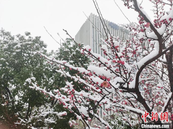 杭州一道路旁的红梅上覆盖积雪。张雨滴 摄