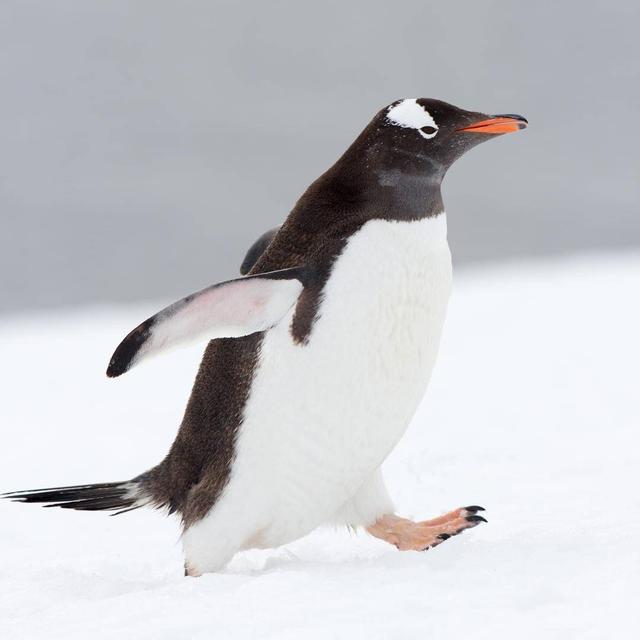 企鹅行走的小步走比大步走防滑效果好,慢慢走比快步走防滑效果好,走路