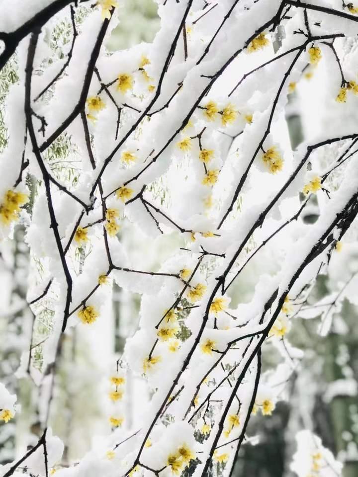 今天(2月7日)一早雪中的径山寺,很美.