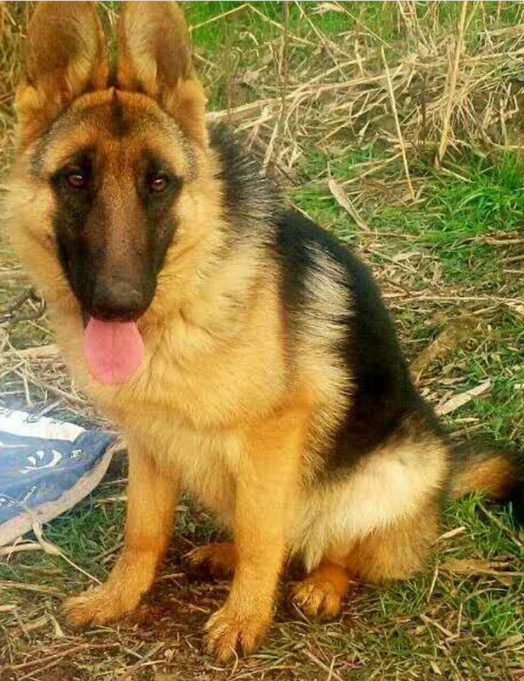 一名男子在宠物市场上,发现了一只刚出生不久的小狼狗.